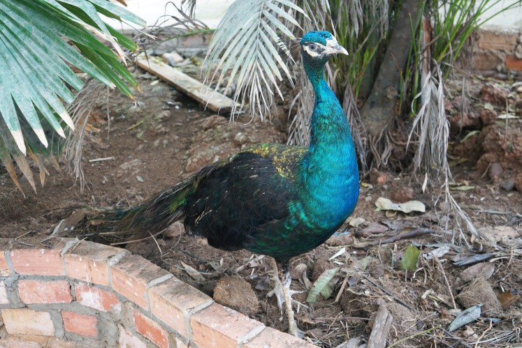 Tourists can feed birds at the Palembang Bird Park in Palembang, South Sumatra. 